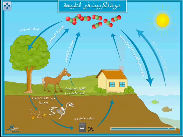 بين دورة الكربون يسمى الكربون الحية بشكل انتقال المخلوقات مستمر إنتقال الكربون