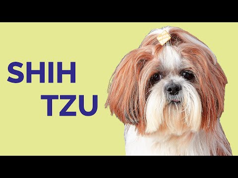 Video: 50 nombres de perros tibetanos geniales para tu cachorro de Lhasa Apso