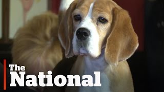 Miss P, Canadian-owned beagle, Best in Show at Westminster