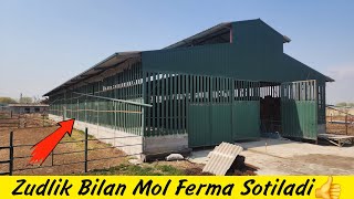 Mol Ferma Sotiladi👍 99-601-19-81 | Мол ферма сотилади