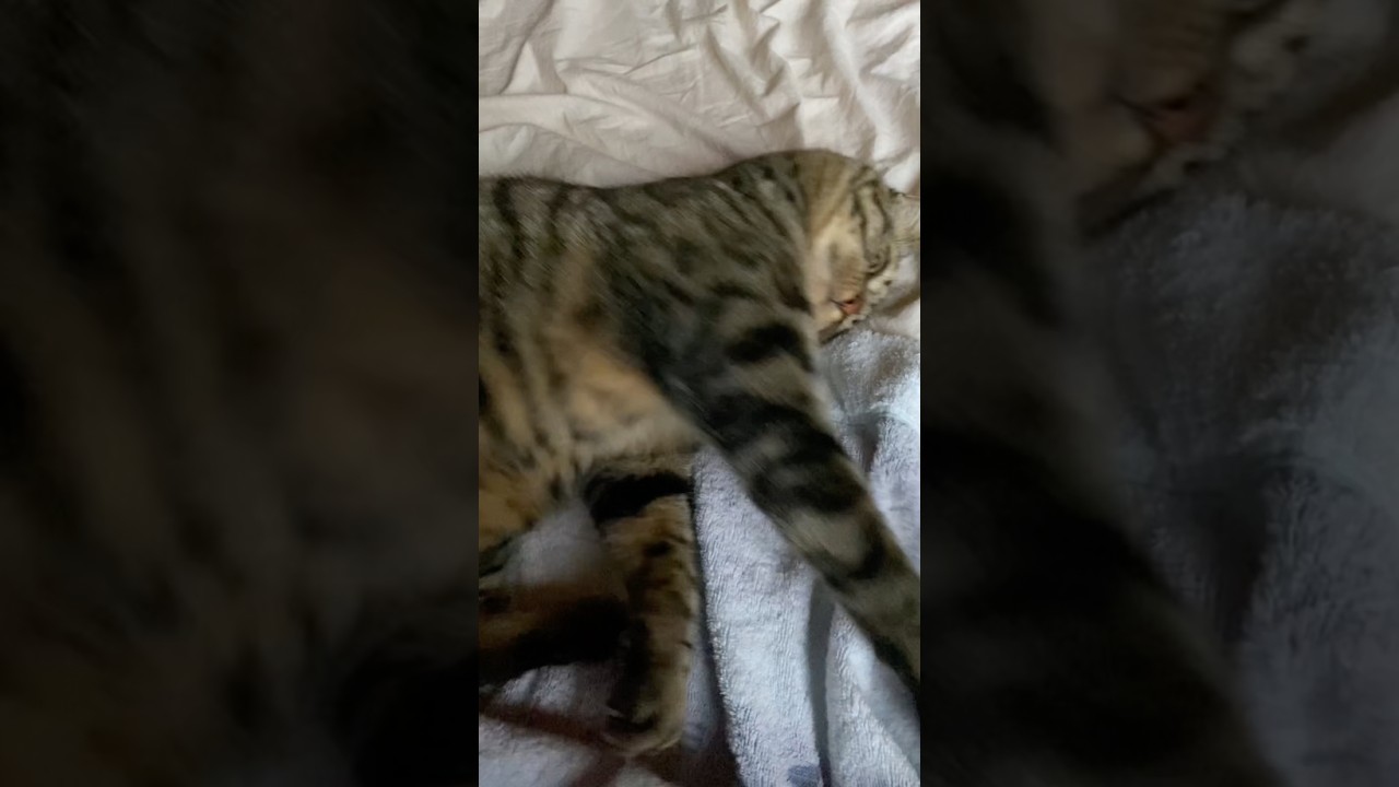本日午前4:38。荒ぶるトラジ。ワールドカップ2026決勝戦はじまってるニャ! #猫 #cat #早起きネコ