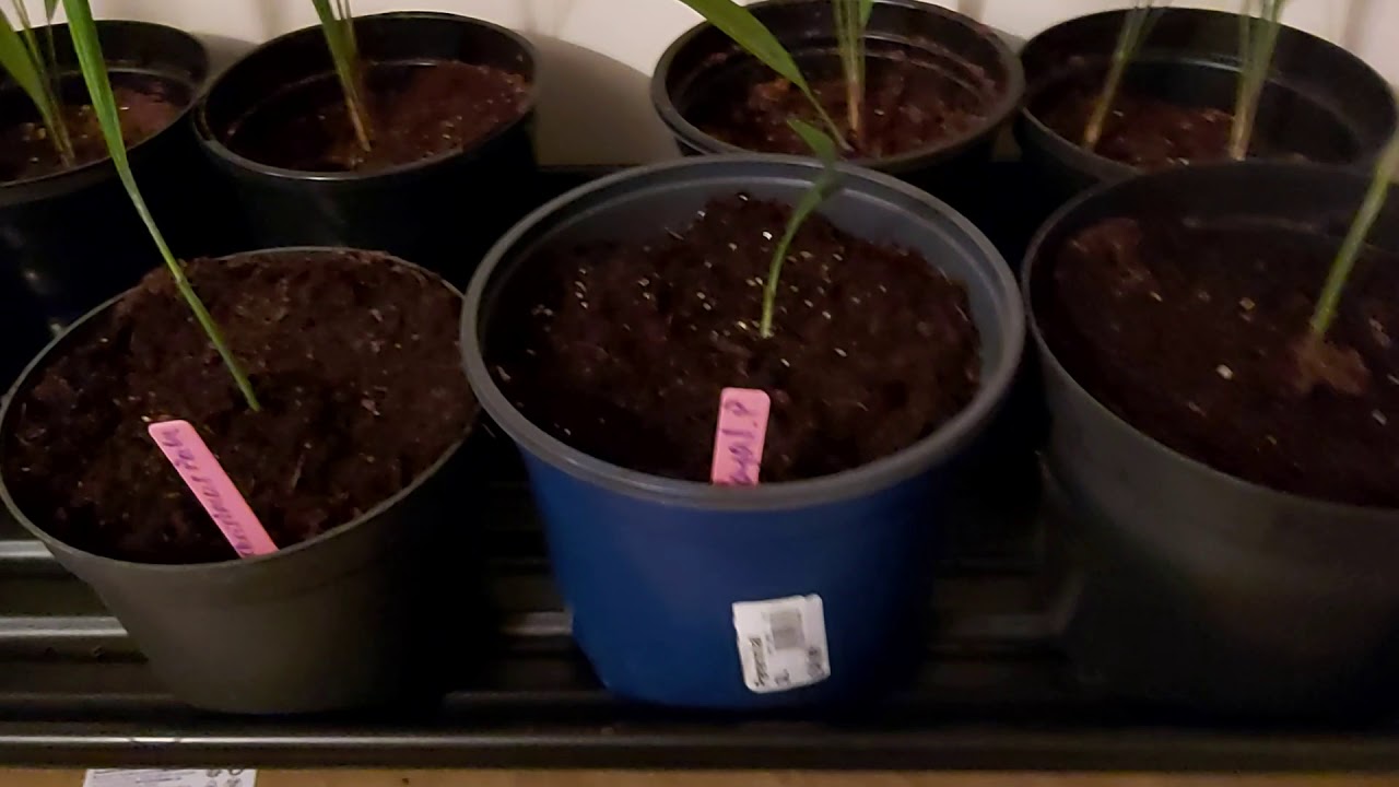 Royal Palm & Christmas Palm Seedlings Growing in the UK YouTube
