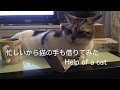 【猫の手は借りれるか?】ペンを持ってきて