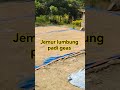 Musim jemur lumbung