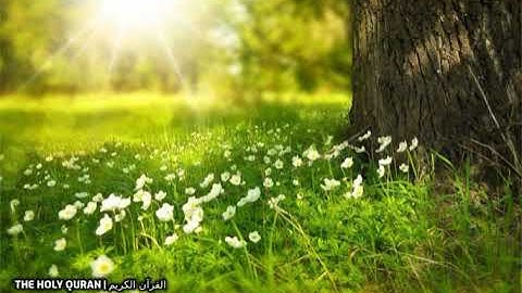 #سورة_يوسف  بصوت القارئ اسامة صبحي حسين #قرآن #تلاوة #القرآن_الكريم #القرآن #القران_الكريم #تلاوة