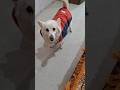 February ke फालतू दिन 🤔😂😉 #shorts #funny #comedy #dog #Trending #viral #february #throughpetseye