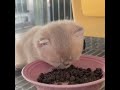 萌竉的迷思69: 吃飯也睡著了 #funny #搞笑 #幽默 #cat #人生 #喵喵 #喵星人 #cute#反應#迷思 #搞笑 #幽默#小奶猫
