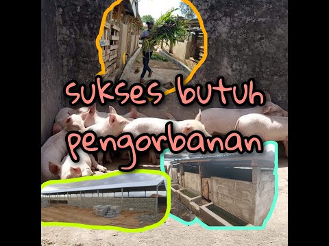 Video: Bagaimana Mengatur Peternakan Babi