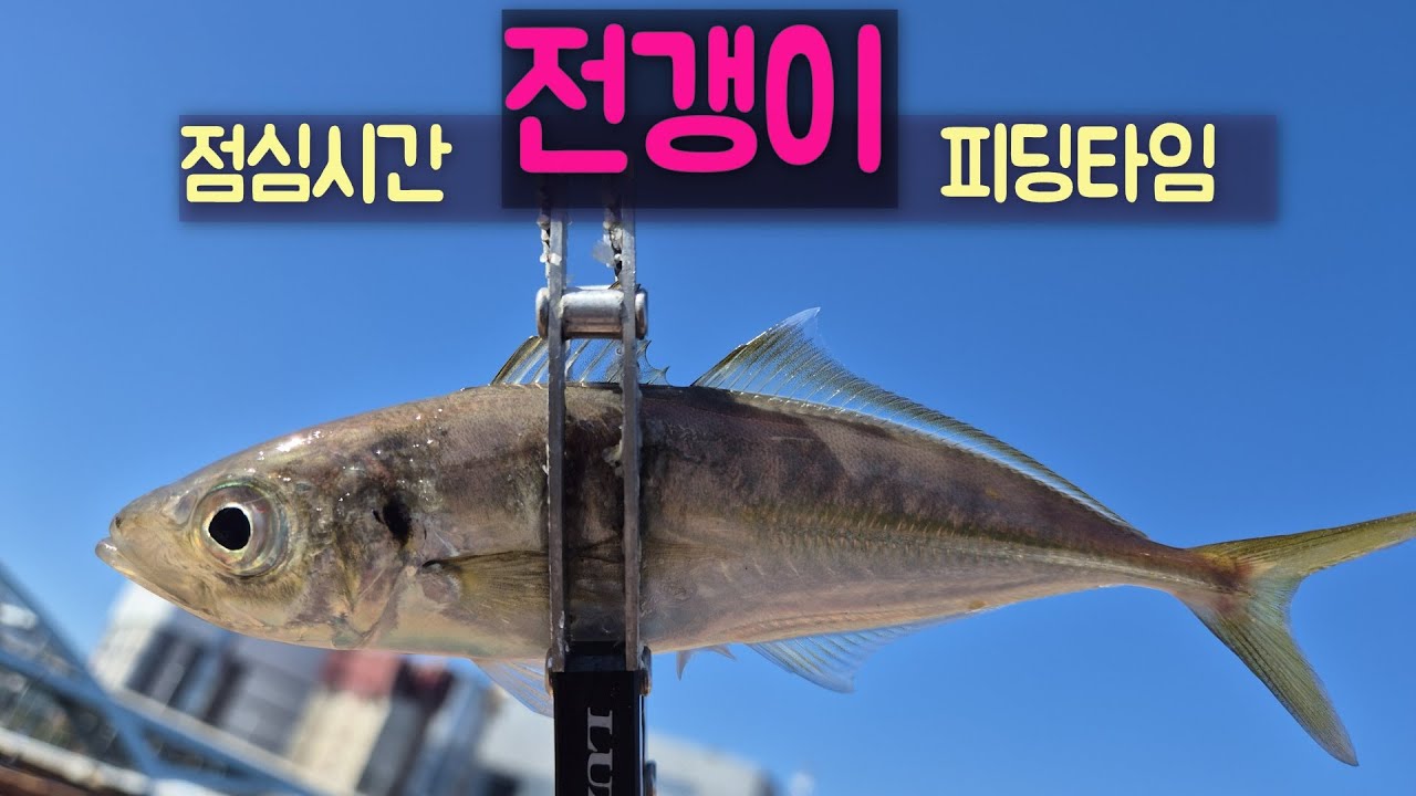 점심시간 전갱스 피딩타임~~~! #부산낚시 #아징 #낚시 #짬낚전갱이tv #ajing