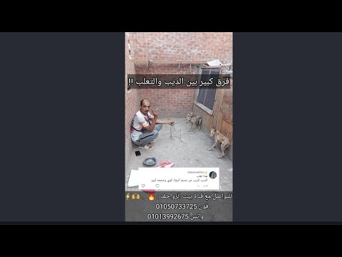 فرق كبير بين الديب والتعلب 