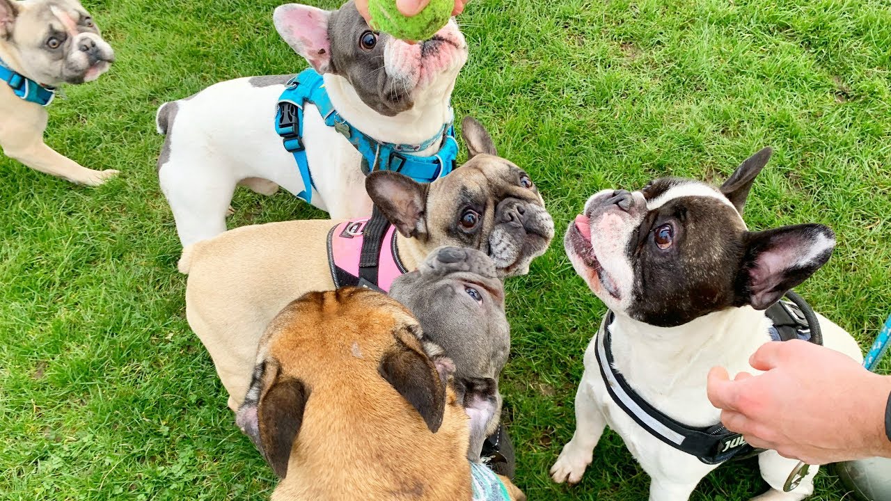 Our first French Bulldog meet up! (Eric Charming Vlogs)