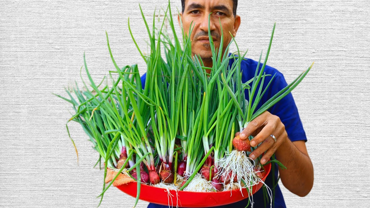 فكرة مجنونة لزراعة البصل لم تصل اليها الصين 🤔