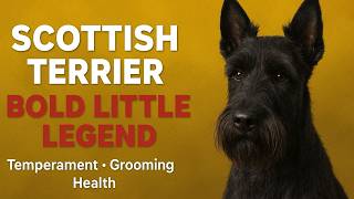 Scottish Terrier | Fearless Dog Breed Nobody Understands | Secrets Behind Brave “Diehard” Scottie