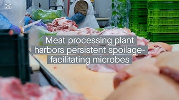 Meat processing facilities can harbor persistent bacterial communities that facilitate spoilage