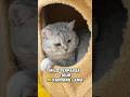 Gak Tega Liat Milo Sedih, Babu Rela Bokek Demi Cat Tree Mewah😸 #kucinglucu #kucing #cat