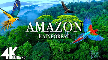 Amazon 4k - The World’s Largest Tropical Rainforest | Relaxation Film with Calming Music