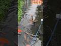 dibalik tumbuhan air tersembunyi banyak ikan #amazing #fishingnet #shorts