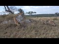 #DeepWildLife Lions vs Hyena Confrontation