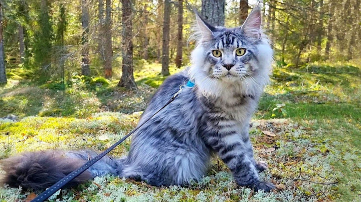 Watch the video about First Time in the Forest - Maine Coon Kitten Dexter