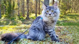 First Time in the Forest  Maine Coon Kitten Dexter