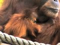 Infant orangutan, Remy, with his new mother