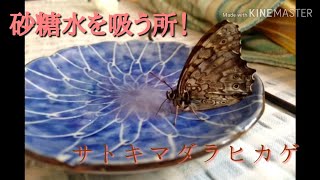 【昆虫】蝶々が砂糖水を吸う所をスマホで撮影してみた 【Xperia z4】