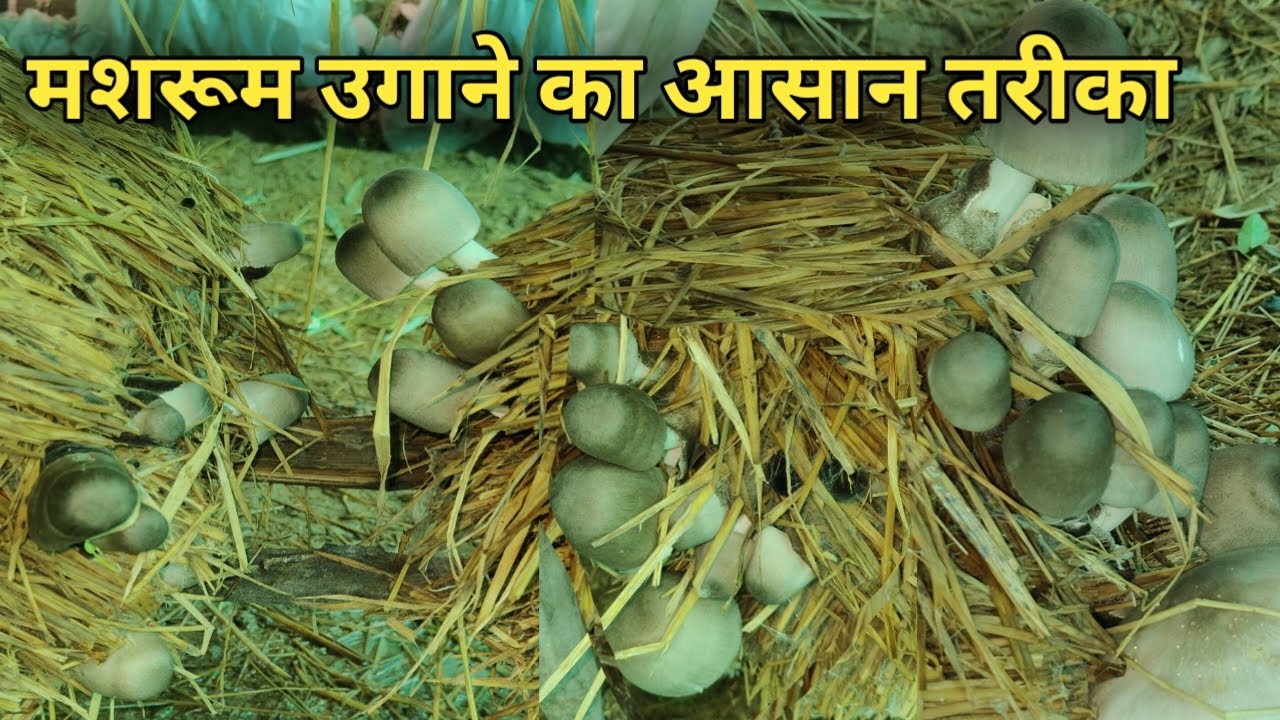 मशरूम उगाने का आसान तरीका | Paddy Straw Mushroom Farming / patel mashroom