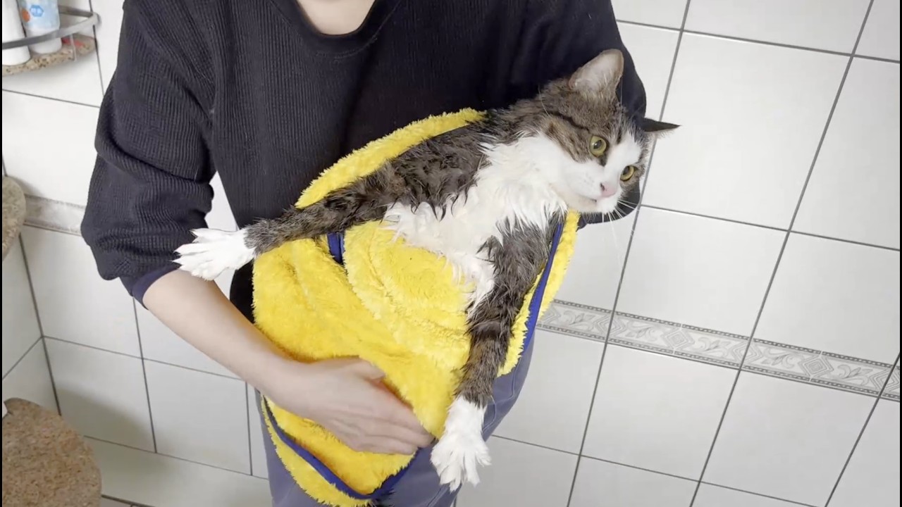 猫 声 枯れる