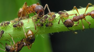Control  Black aphids and Ants with this SIMPLE TRICK