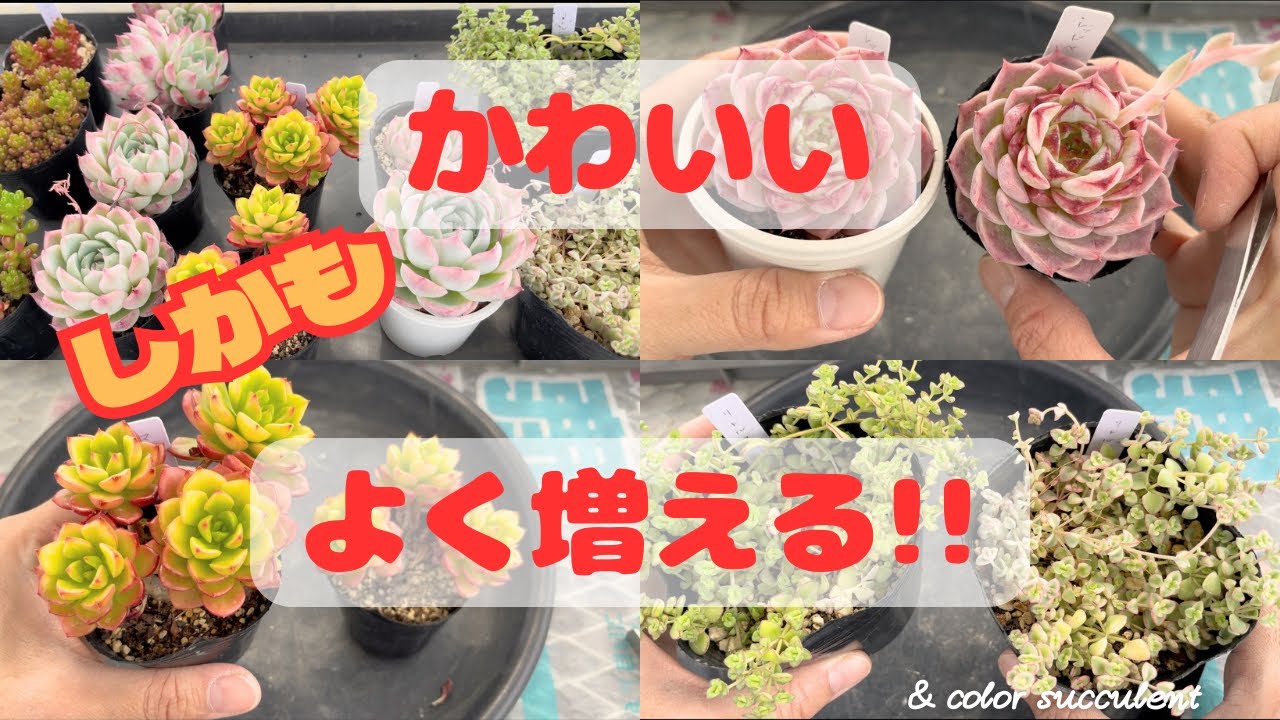 【多肉植物】かわいい＆よく増える苗をご紹介しますPart 2🌱
