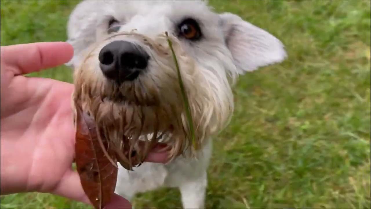 Everything Smells Like Wet Dog Life With 7 Schnauzers YouTube