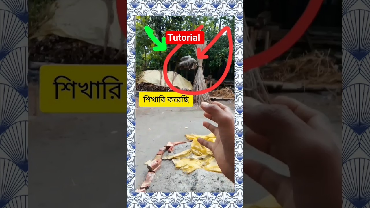 🐓Chicken magic video......#