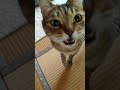キジトラにゃん太さんの訴え #ベランダねこ#にゃん太さんとふうちゃん