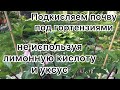 ПОДКИСЛЯЕМ ПОЧВУ ПОД ГОРТЕНЗИЯМИ не используя лимонную кислоту, уксус и электролит.