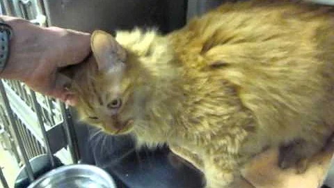 Watch the video about Maine Coon Orange Tabby Female Loves EVERYONE! Needs Home NOW!