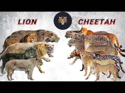 Lion vs Cheetah Size Comparison LIVING VS EXTINCT