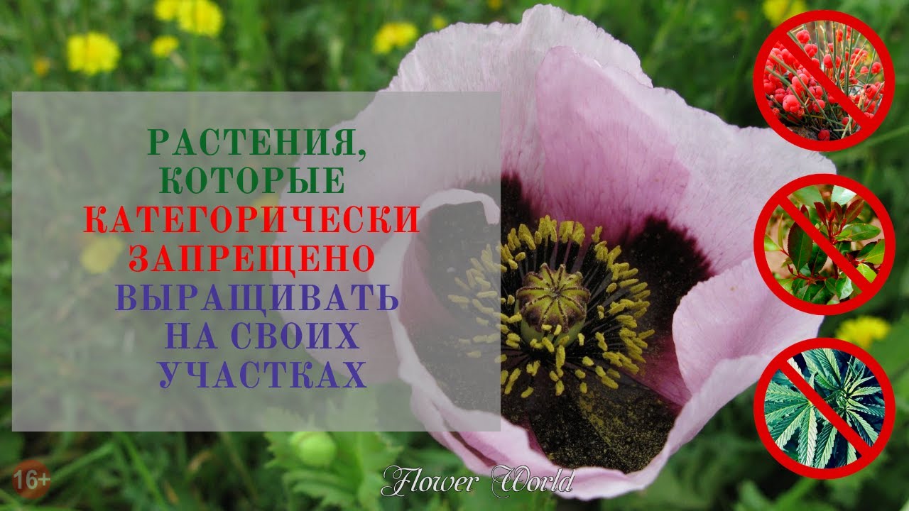 Какие цветы в запрете. Цветы которые запрещено выращивать. Растения запрещенные к выращиванию. Запрещенные растения для дачи. Запрещенные цветы в России.