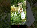 Drawn To The Lily ユリに惹かれて Shorts Lily Garden Drawn To The Lily ユリに惹かれて Shorts Lily Garden
