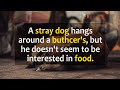 A stray dog hangs around a buthcer&#39;s, but he doesn&#39;t seem to be interested in food.