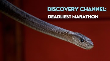 Full Discovery Channel Documentary 3 Hour Marathon: Africa