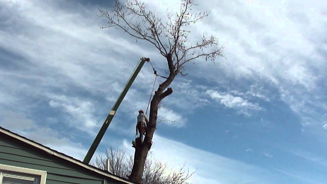 Cutting Tree Down YouTube