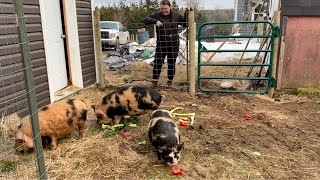 Bathroom Renovation Update + Piglets get a new outdoor area on the homestead!