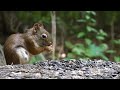 Squirrels Up Close - September 6, 2021