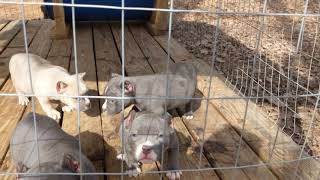 American Bully : FTB 8 week update pt.1