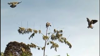 seru nya mulut punai di pagi hari