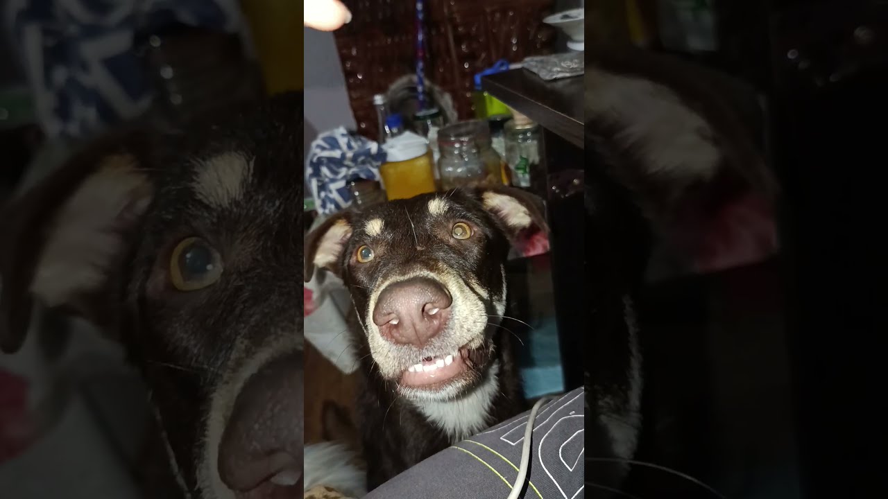 在 YouTube 上觀看「My Dog Caught Me Lying About "Healthy Snacks" 😂🥞 #shorts」 在 YouTube 上觀看「My Dog Caught Me Lying About "Healthy Snacks" 😂🥞 #shorts」
