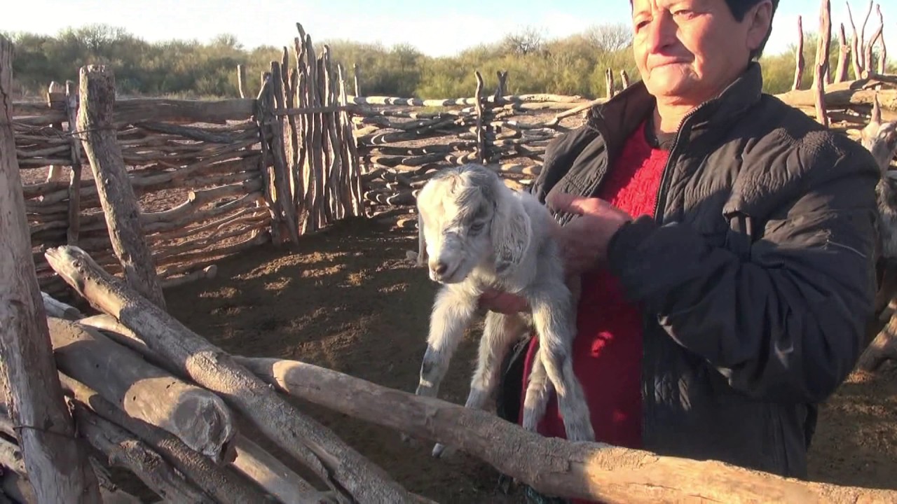 Misterio Del Cabrito Con La Cara De Un Humano