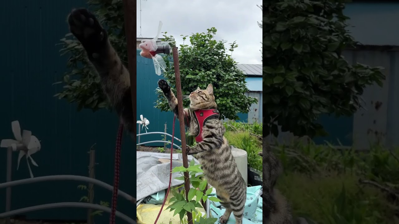 さんぽ中の猫トラジ|動くものがとにかく気になる。ハイタッチ。そしてとにかくスンスン。興味津々。とにかくビビリ。 #猫 #cat #猫のいる暮らし