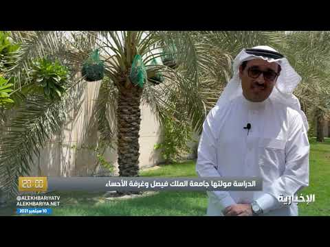 دراسة بحثية تكشف أن الأحساء موطن تمور البرني