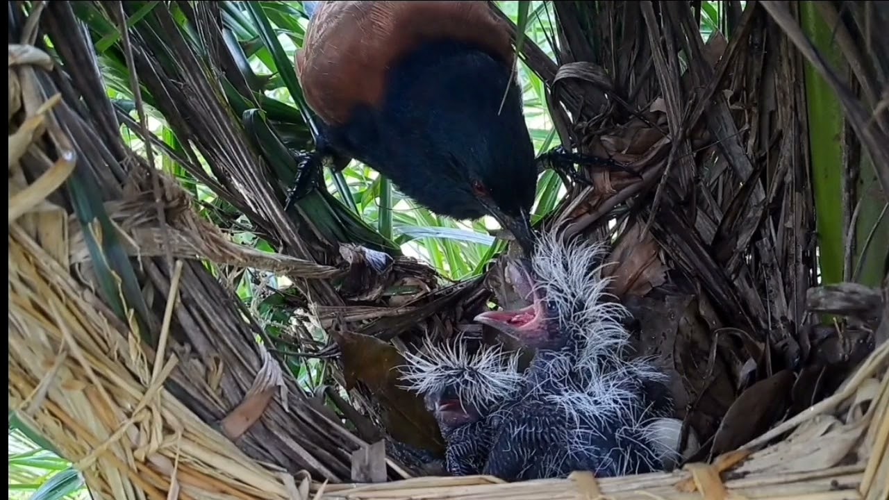 ikuti terus anak dan induk bubut sampai selesai